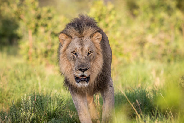 istock Big male Lion walking towards the camera. 1138887126