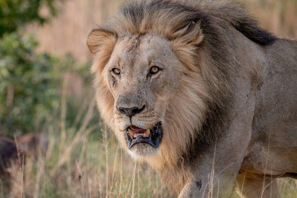 istock Big male Lion walking towards the camera. 1138887152