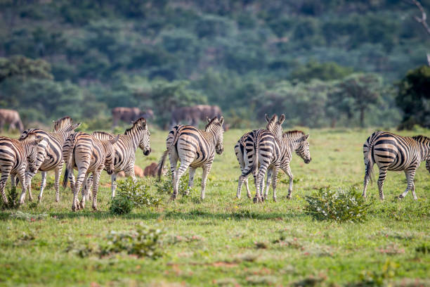 istock Herd of Zebras on a grass plain. 1138887162