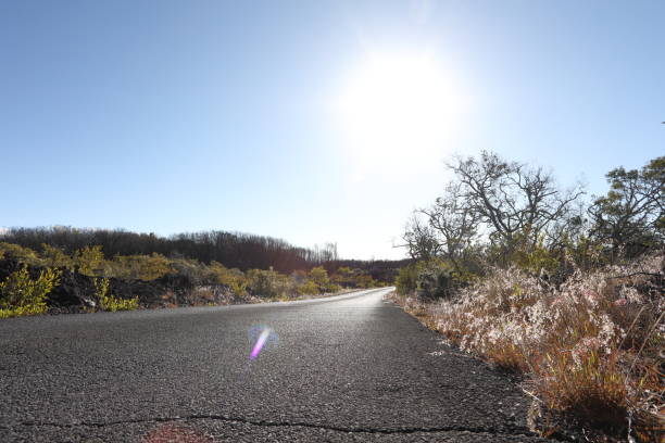 The sun is illuminating the scene and shrubs, Hawaii Volcanoes National Park