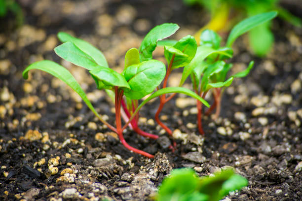 Fresh green beet sprouts emerging from soil in spring stock photo