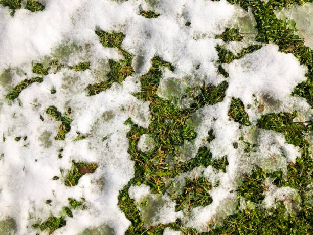 istock Fresh snow on green grass at spring season 1138891466
