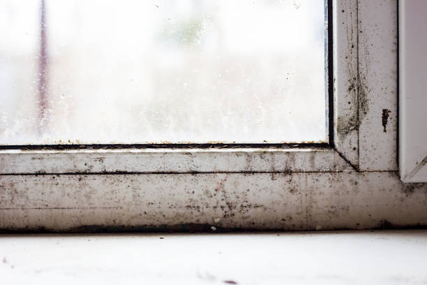 Musty Window 3,100+ Moldy Window Stock Photos, Pictures & Royalty-Free Images - iStock