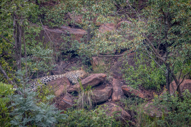 istock Leopard laying on a rock in Welgevonden. 1138895268