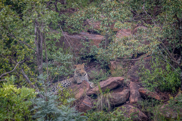 istock Leopard laying on a rock in Welgevonden. 1138895270