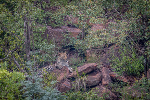 istock Leopard laying on a rock in Welgevonden. 1138895271