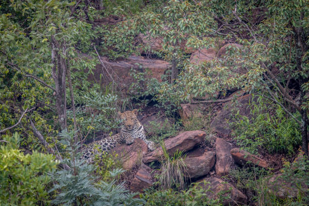 istock Leopard laying on a rock in Welgevonden. 1138895277