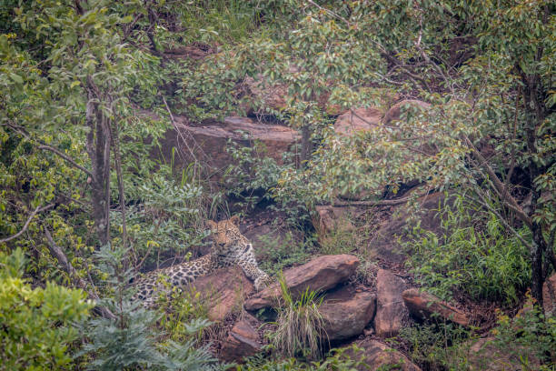 istock Leopard laying on a rock in Welgevonden. 1138895287