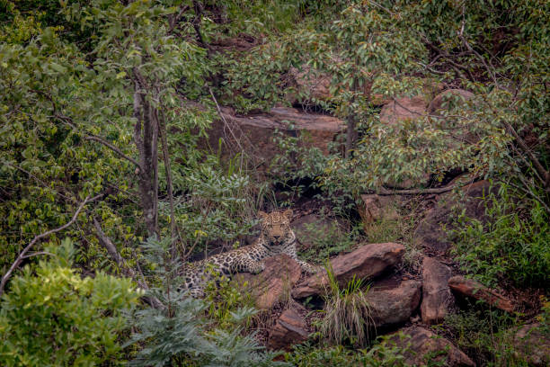 istock Leopard laying on a rock in Welgevonden. 1138895302