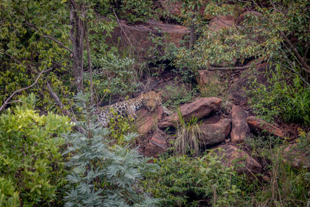 istock Leopard laying on a rock in Welgevonden. 1138895309