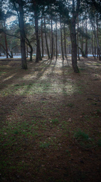 istock Pines trees in the forest on the Baltic seashore in Winter 1138896220