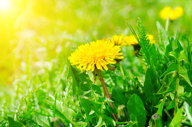 grünes feld mit gelben löwenzahn und sonne. nahaufnahme von gelben frühlingsblumen auf dem boden. - dandelion wildflower field flower stock-fotos und bilder