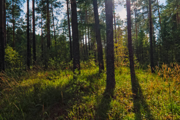 istock Summer sunny evening in the pine forest 1138896559
