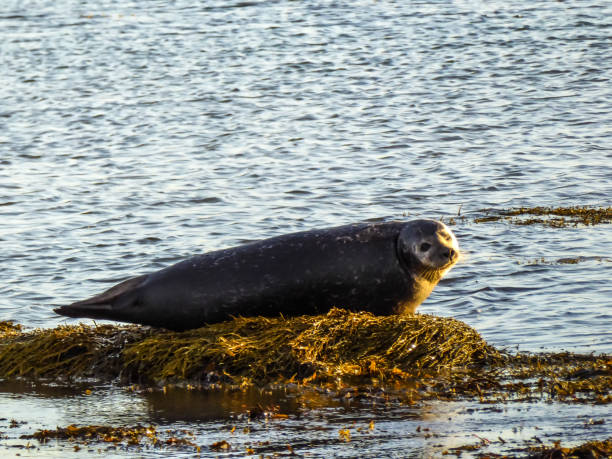 istock Iceland - Seal on the shore 1138896571