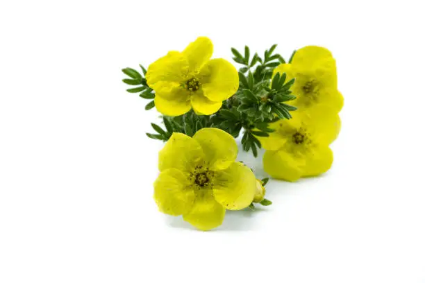 Photo of yellow five-finger shrub isolated isolated on white background