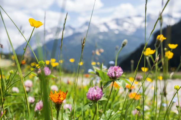 paisaje montañoso del tirol en verano - alpine meadow fotografías e imágenes de stock