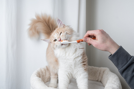 cepillado de diente de gato photo