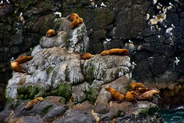 Rock wall with enormous biodiversity: Seaweed, moss, fungus, animals, sealion, birds. A fascinating color contrast. Seascape, fine art. In the Kenai Fjords National Park, Seward, Alaska. July 28, 2018