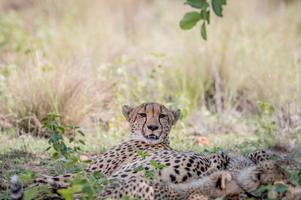 istock Mother Cheetah and cubs feeding on an Impala. 1138899610