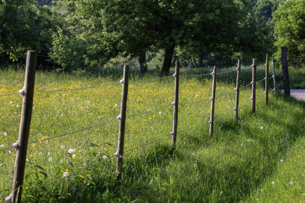 istock Electric fence in the field 1138899779
