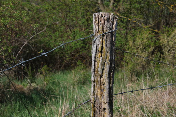 istock Electric fence in the field 1138899891