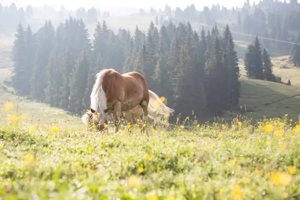 Photo of Brown horse in the morning on a meadow
