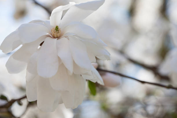 春のシングルホワイトマグノリアの花 - magnolia flower single flower white ストックフォトと画像