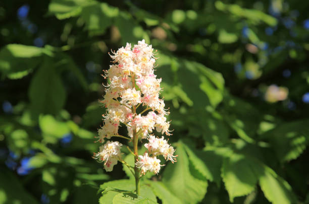 Blossoming horse chestnut tree (Aesculus hippocastanum) at springtime