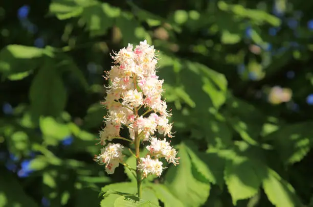 Blossoming horse chestnut tree (Aesculus hippocastanum) at springtime