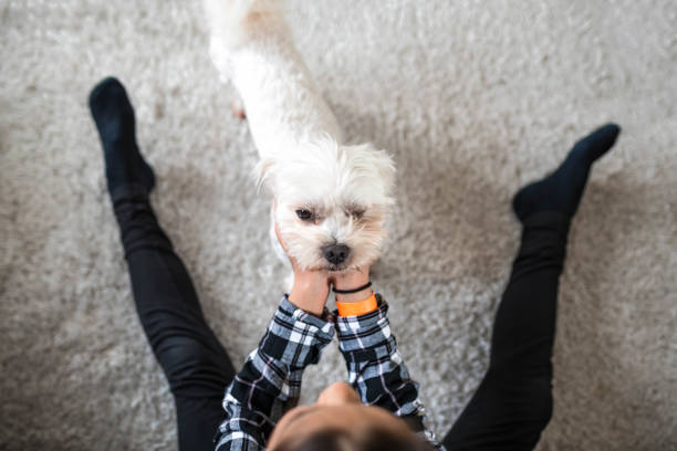 istock Little girl playing with a dog 1138900179