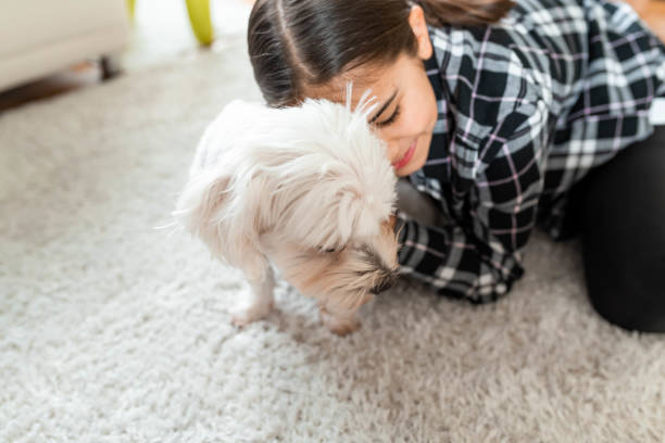 istock Little girl playing with a dog 1138900199