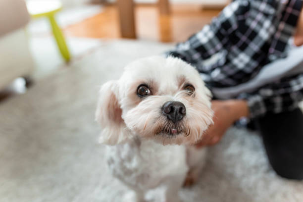 istock Maltese dog looking at camera 1138900225