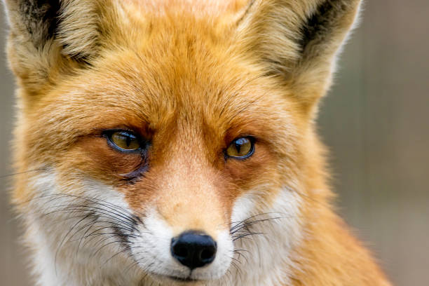 portrait of a wild animal red fox - artex imagens e fotografias de stock