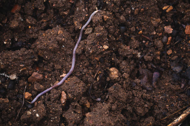 vermi naturali in terreno organico - humus soil foto e immagini stock