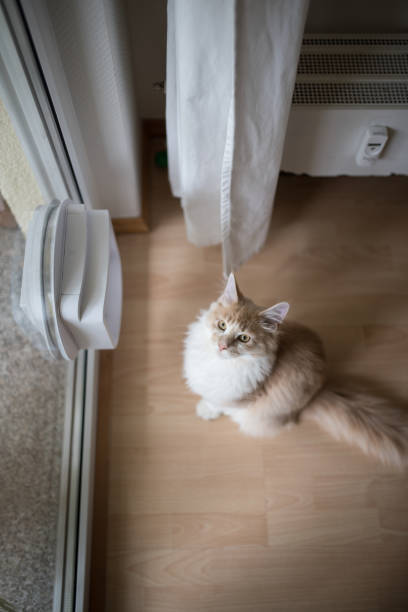 istock cat standing in front of cat flap 1138902700