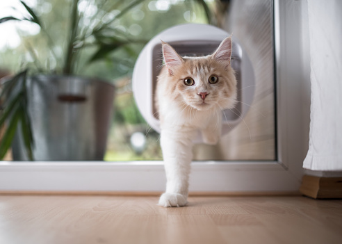 cream tabby maine coon cat passing through cat flap in the window