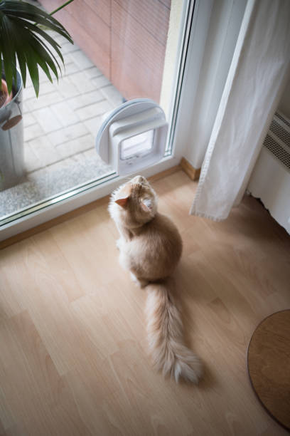 istock cat standing in front of cat flap 1138902737