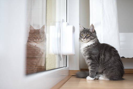 side view of a blue tabby maine coon kitten standing in front of cat flap