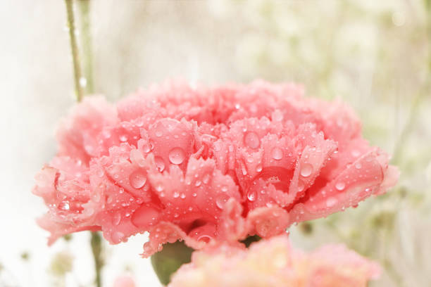 istock Spring flowers with a blurred focus on a light bokeh background, 1138903024