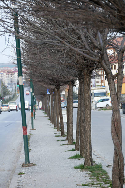 istock perspective looking trees beside the main road, 1138903051
