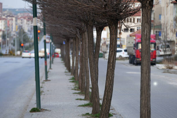 istock perspective looking trees beside the main road, 1138903594