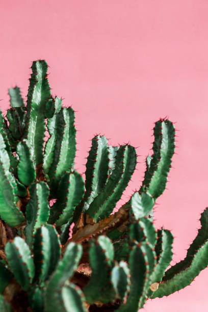 istock green Cactus on the pink background natural light 1138903617