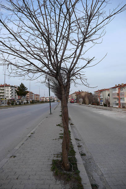 istock two trees wrapped together at the roadside, interesting tree shapes, 1138903623