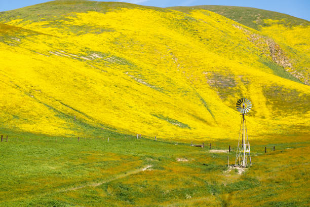 istock Rustic windmill in Carrizo Plain National Monument during the California superbloom. Rolling hills are carpeted in yellow wildflowers (hillside daisies) 1138903644