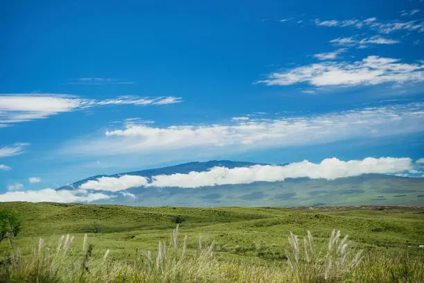 A view of Mauna Kea from Waimea on the Big Island of Hawaii. Green pasture land in the foreground. Blue sky and white clouds.