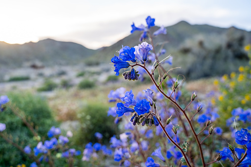 Canterbury Bells wildflowers (Phacelia campanularia) in Joshua Tree National Park during Californias superbloom