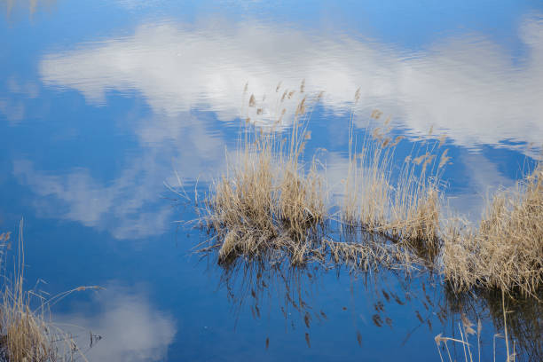 Trees with spring sky and clouds in the reflection of water