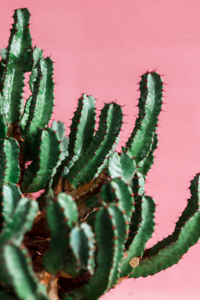 istock green Cactus on the pink background natural light 1138904091