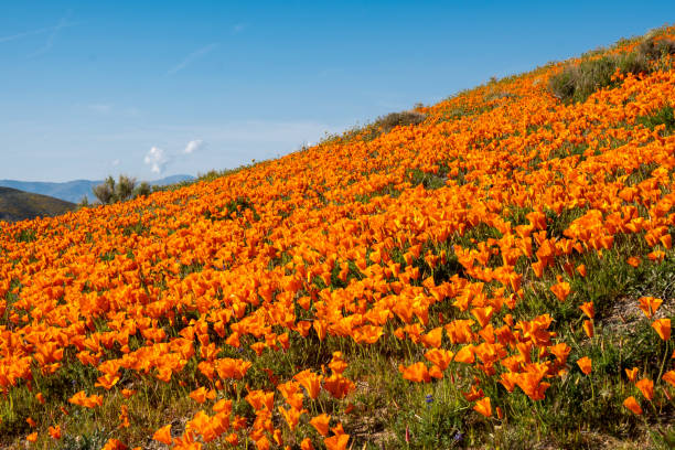 Giant field of poppies in Antelope Valley Poppy Reserve in California during the superbloom Giant field of poppies in Antelope Valley Poppy Reserve in California during the superbloom antelope valley poppy reserve stock pictures, royalty-free photos & images
