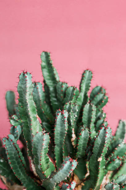 istock green Cactus on the pink background natural light 1138904611